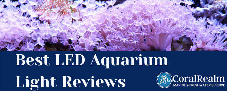 Best LED Aquarium Light Reviews