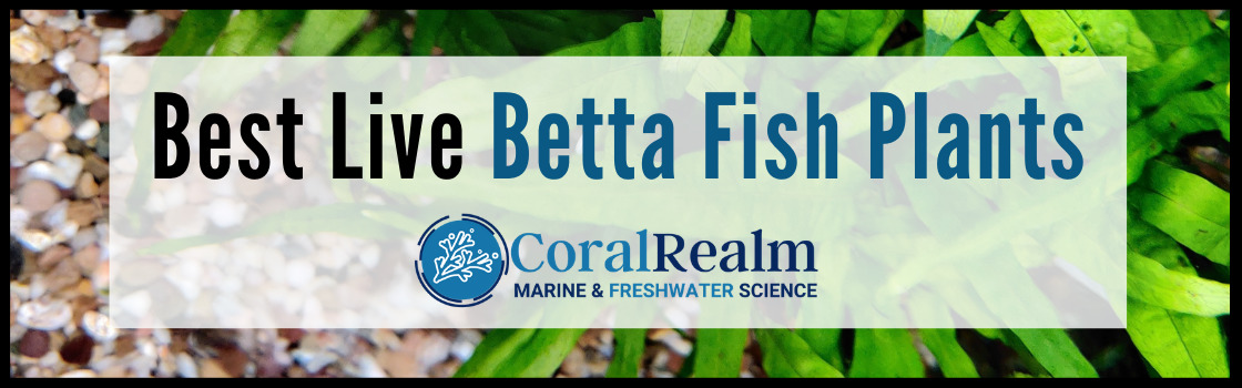 Best Live Betta Fish Plants