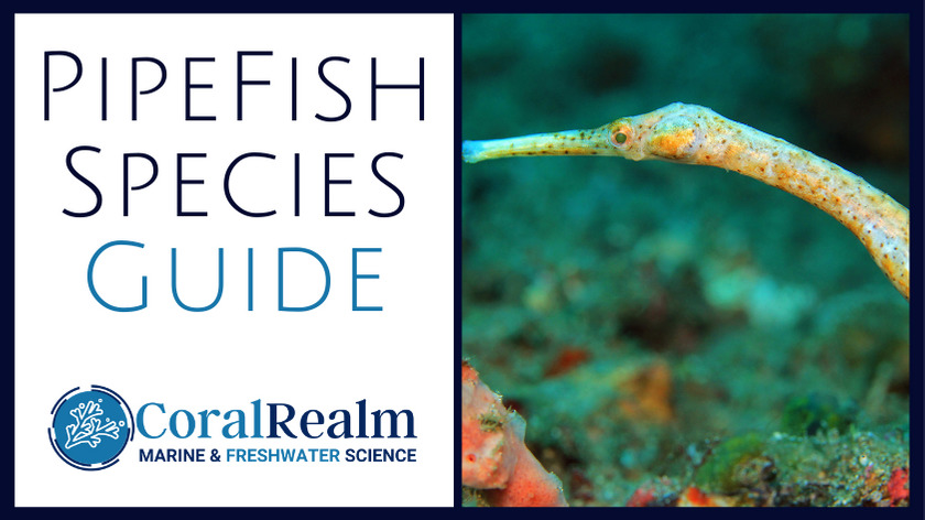 pipefish guide