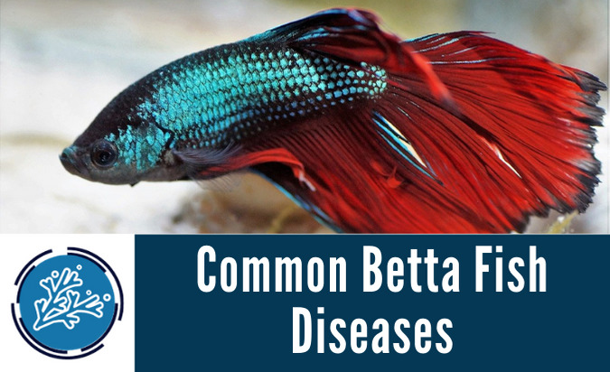 Common Betta Fish Diseases