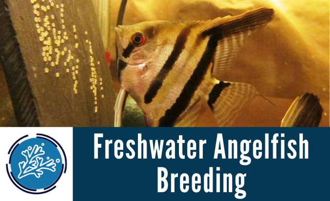 Freshwater Angelfish Breeding