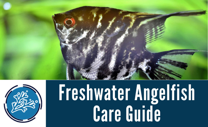 Freshwater Angelfish Care Guide