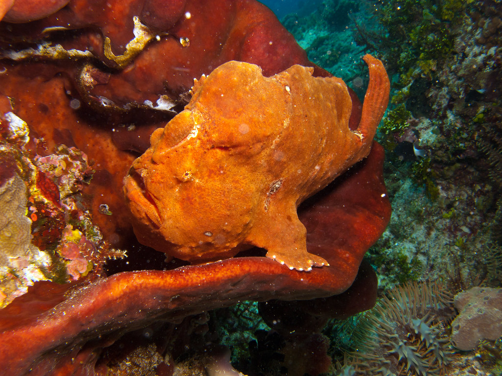 Giant Frogfish color