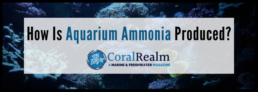 How Is Aquarium Ammonia Produced