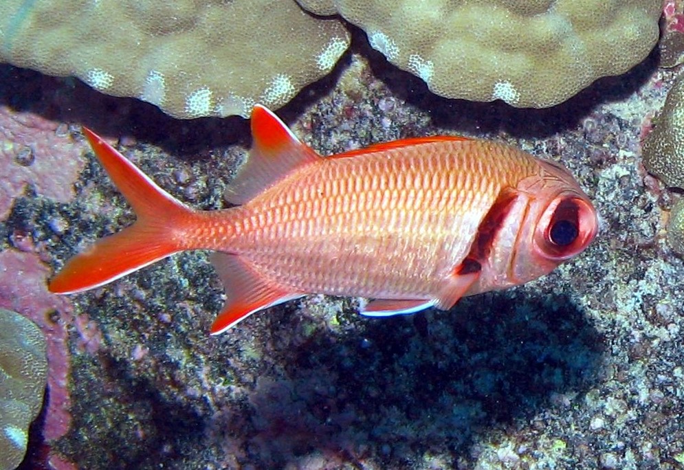 Pearly Soldierfish