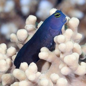 Smooth-fin blenny