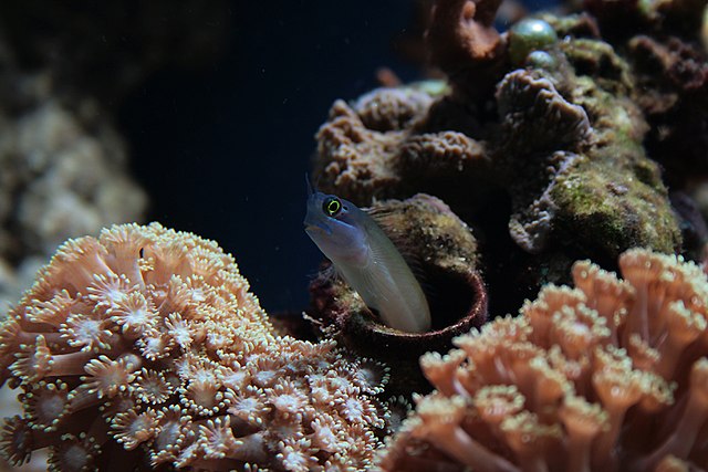 Yellow-eyed comb-tooth blenny