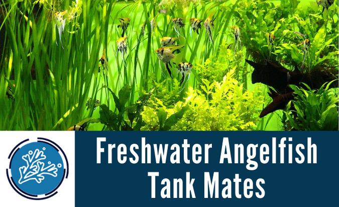 freshwater angelfish tank mates