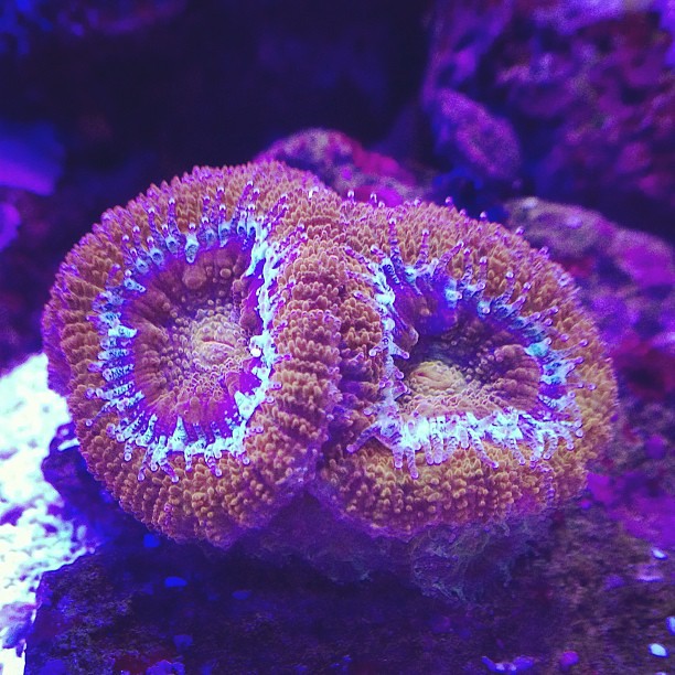 Acan LPS Coral
