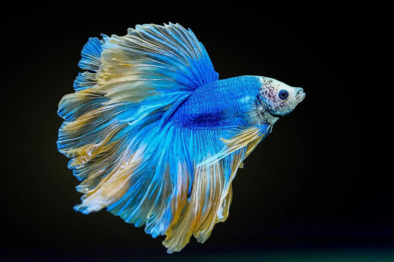 Betta Fish Care: Complete Guide on How to Take Care of a Betta Fish -  CoralRealm