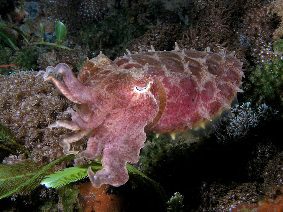 Broadclub cuttlefish dark coloration
