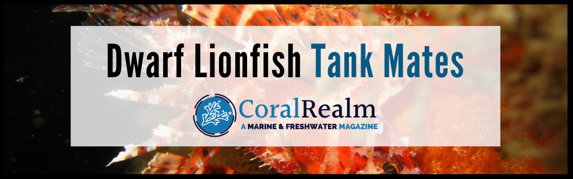 Dwarf Lionfish Tank Mates