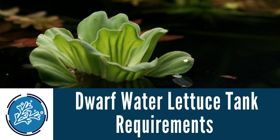 Dwarf Water Lettuce Tank Requirements
