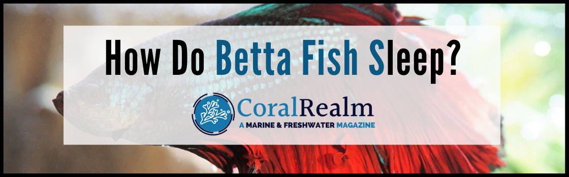 How Do Betta Fish Sleep