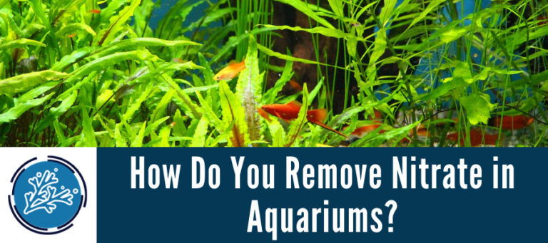 Nitrate in Aquariums - A Complete Guide - CoralRealm