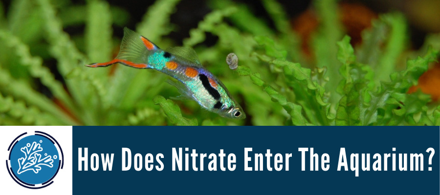 How Does Nitrate Enter The Aquarium