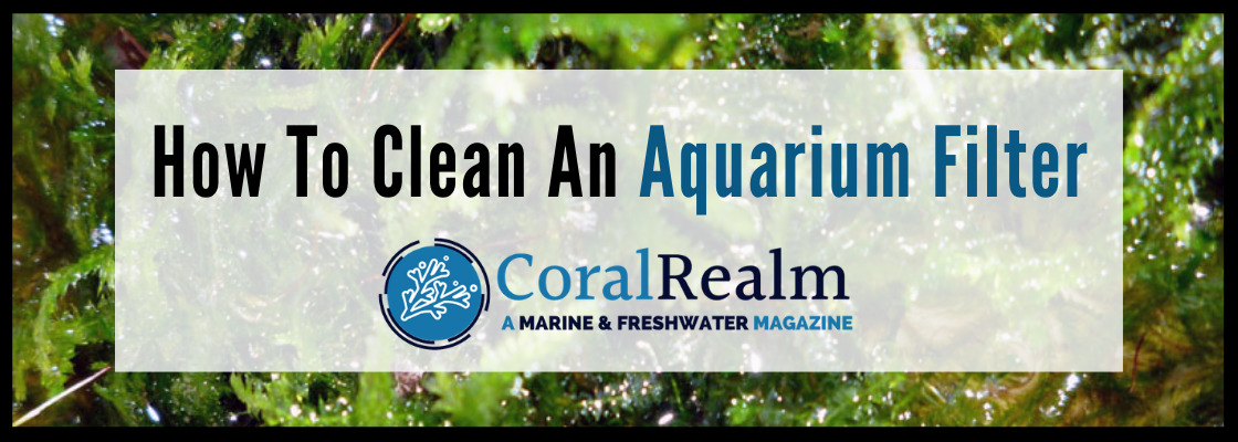 How To Clean Aquarium Filter