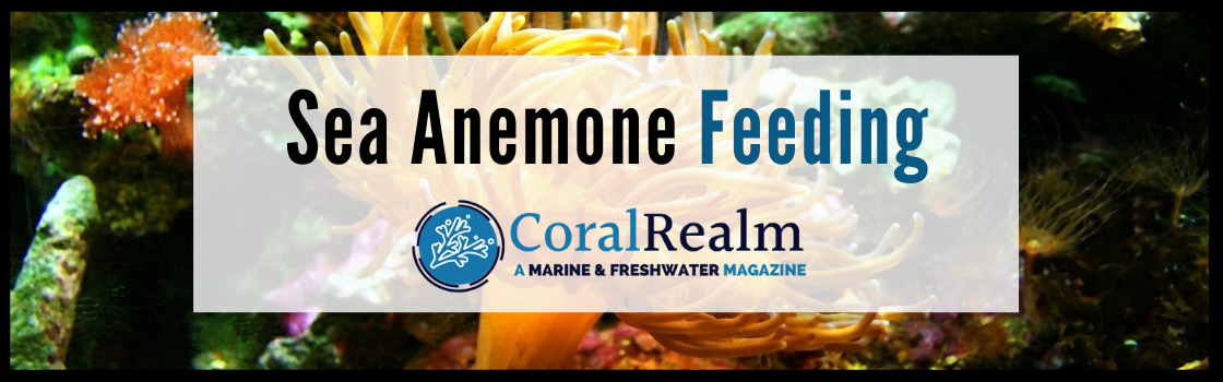 Sea Anemone Feeding
