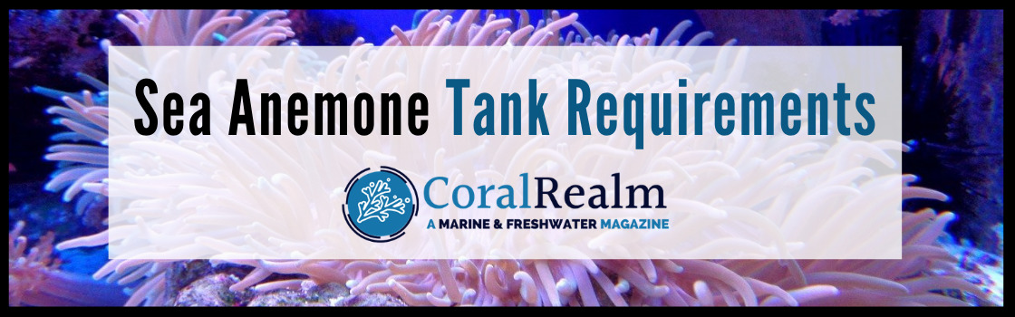 Sea Anemone Tank Requirements