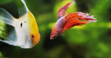 What Fish Can Live With Bettas