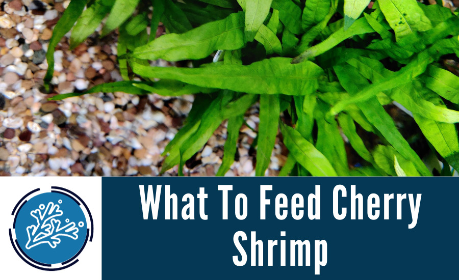 What To Feed Cherry Shrimp