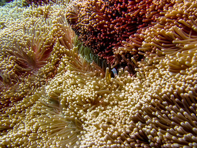 giant carpet sea anemone