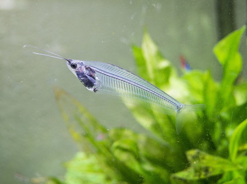 glass catfish