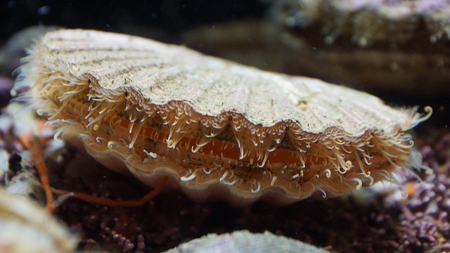 mollusks clam