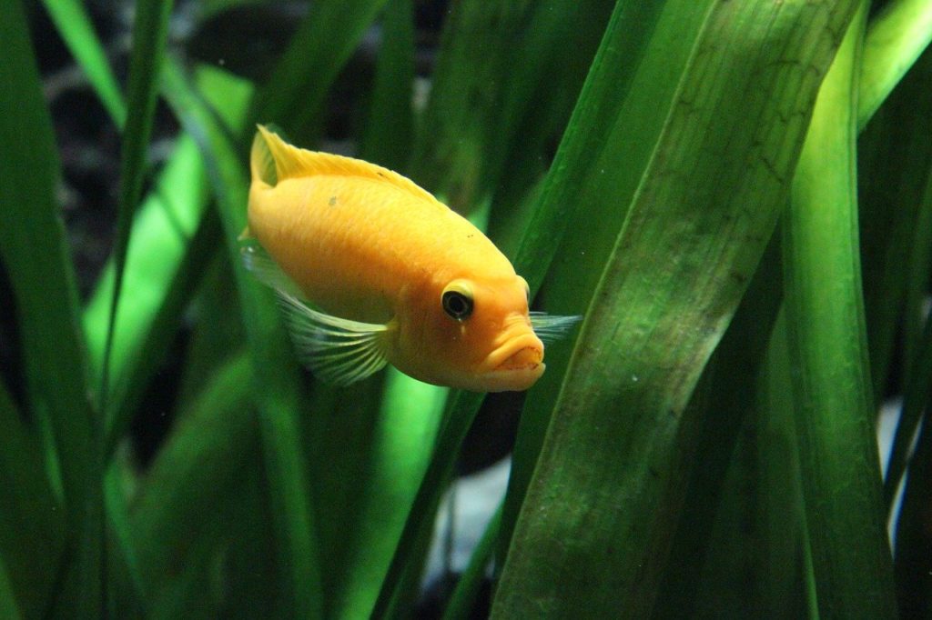 Image showcasing Phosphate In Aquarium Tanks - How To Keep Phosphate Levels Down ...