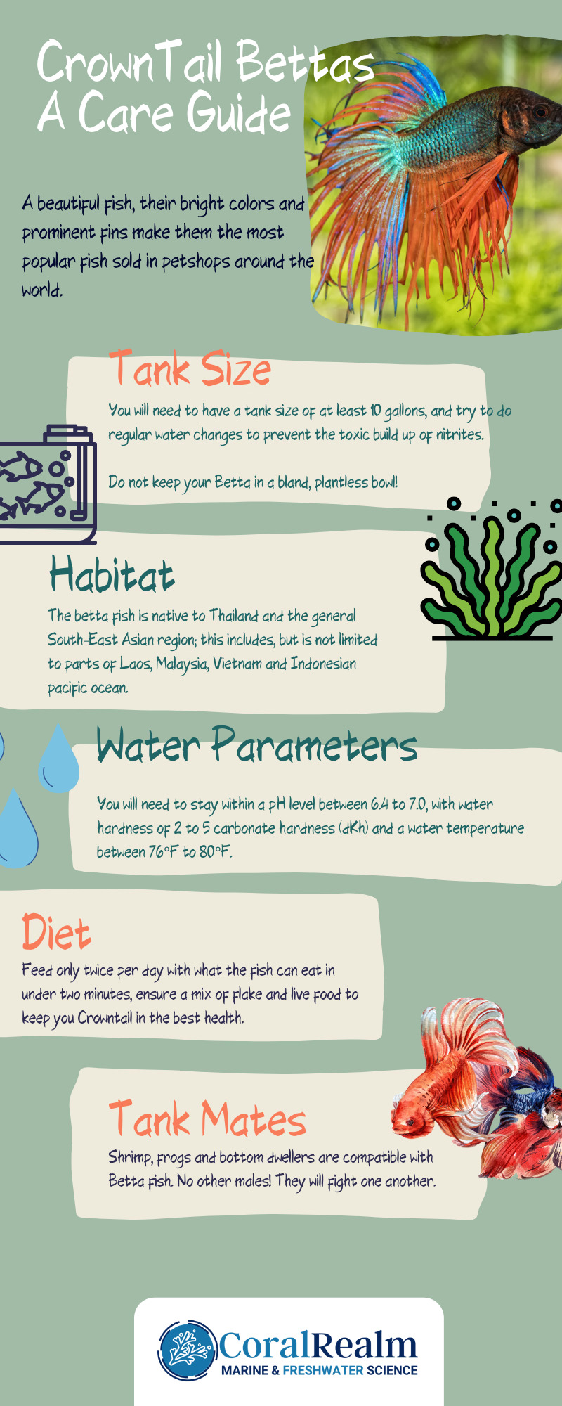 Clown tail Betta care guide infographic