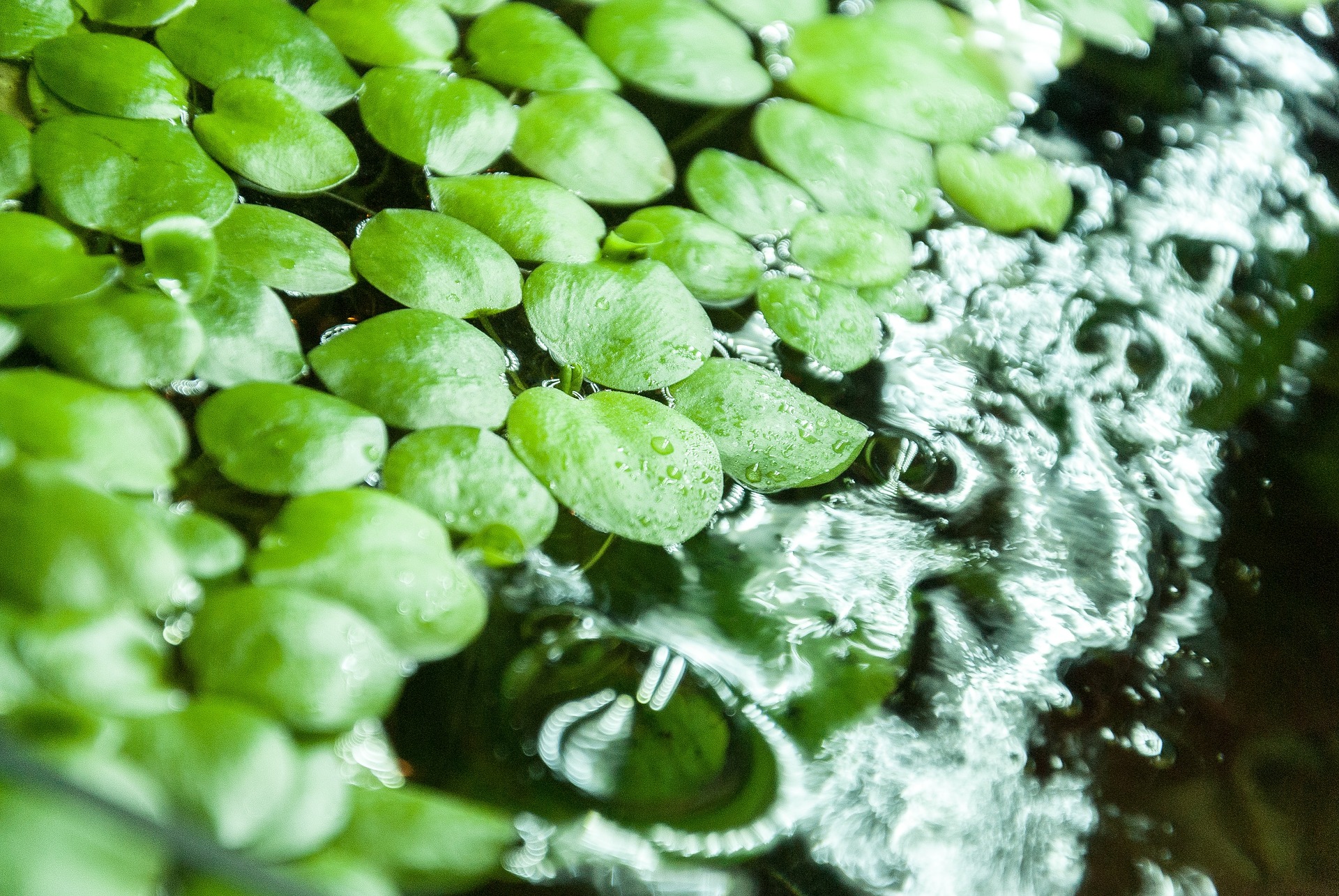 Duckweed Floating Aquarium Plants