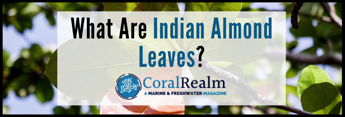 What Are Indian Almond Leaves