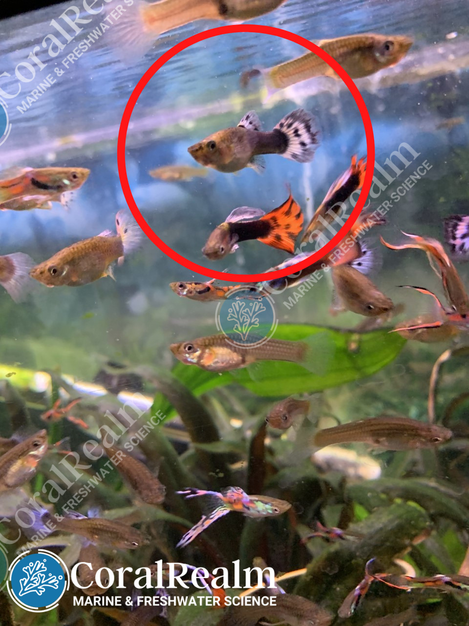 female guppy similar to crowntail