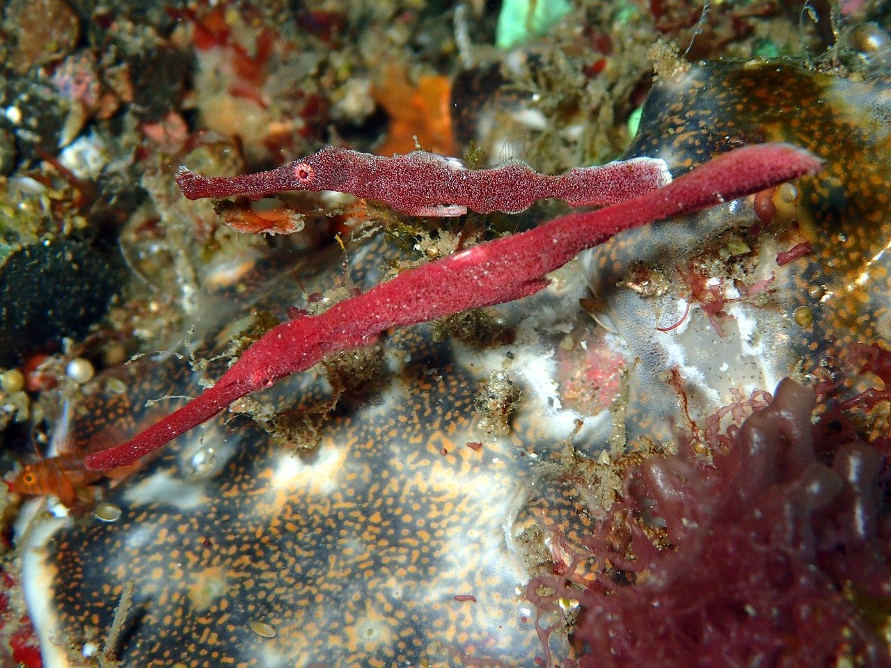 pipefish species guide