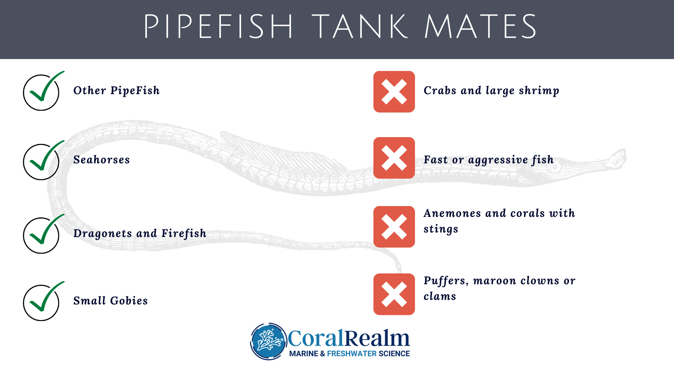 pipefish tank mates compatibility