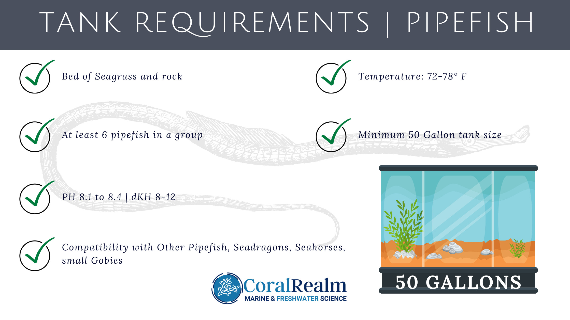 tank aquarium requirements pipefish