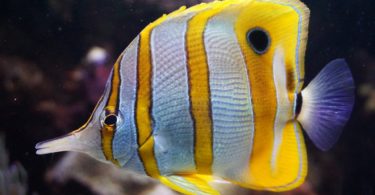 the butterfly fish