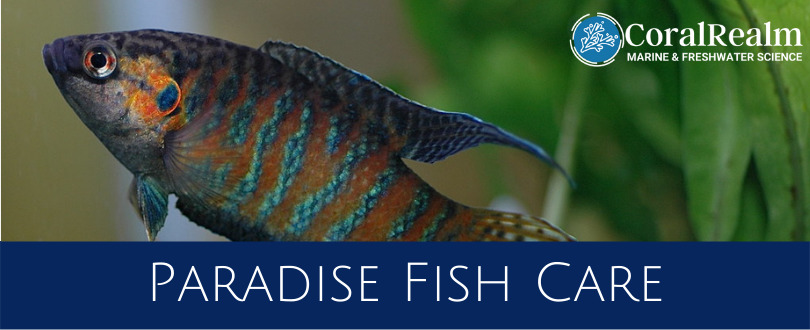 Paradise Fish Care