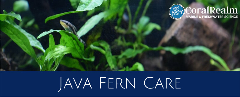 Java Fern Care