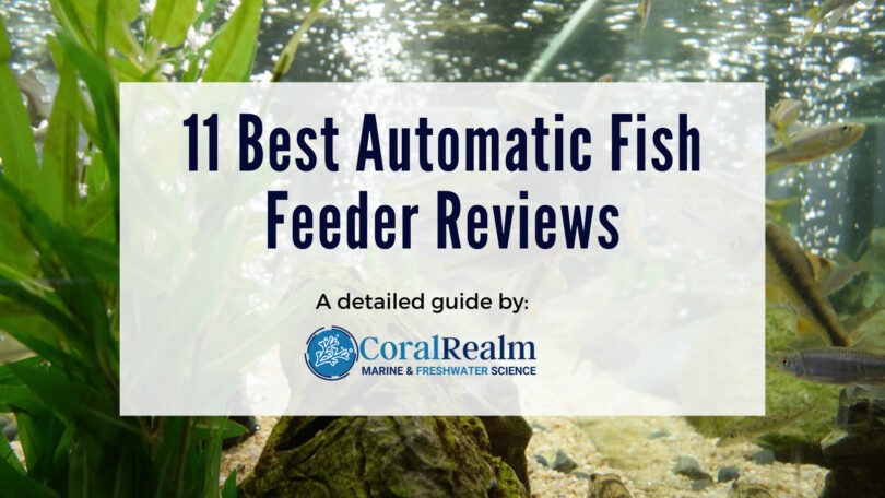 11 Best Automatic Fish Feeder Reviews