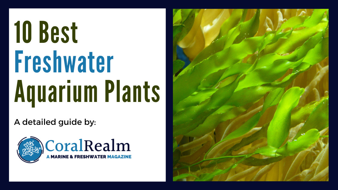 Best Freshwater Aquarium Plants