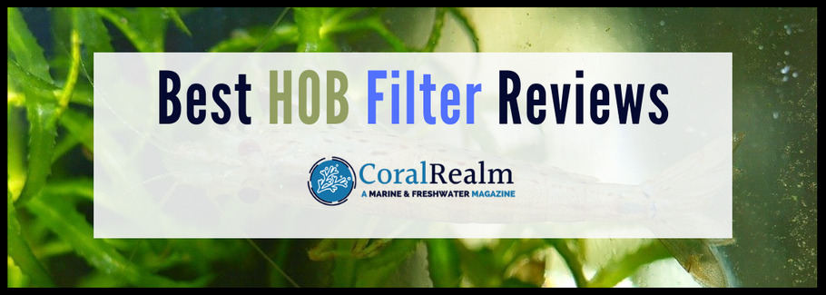 Best HOB Filter Reviews