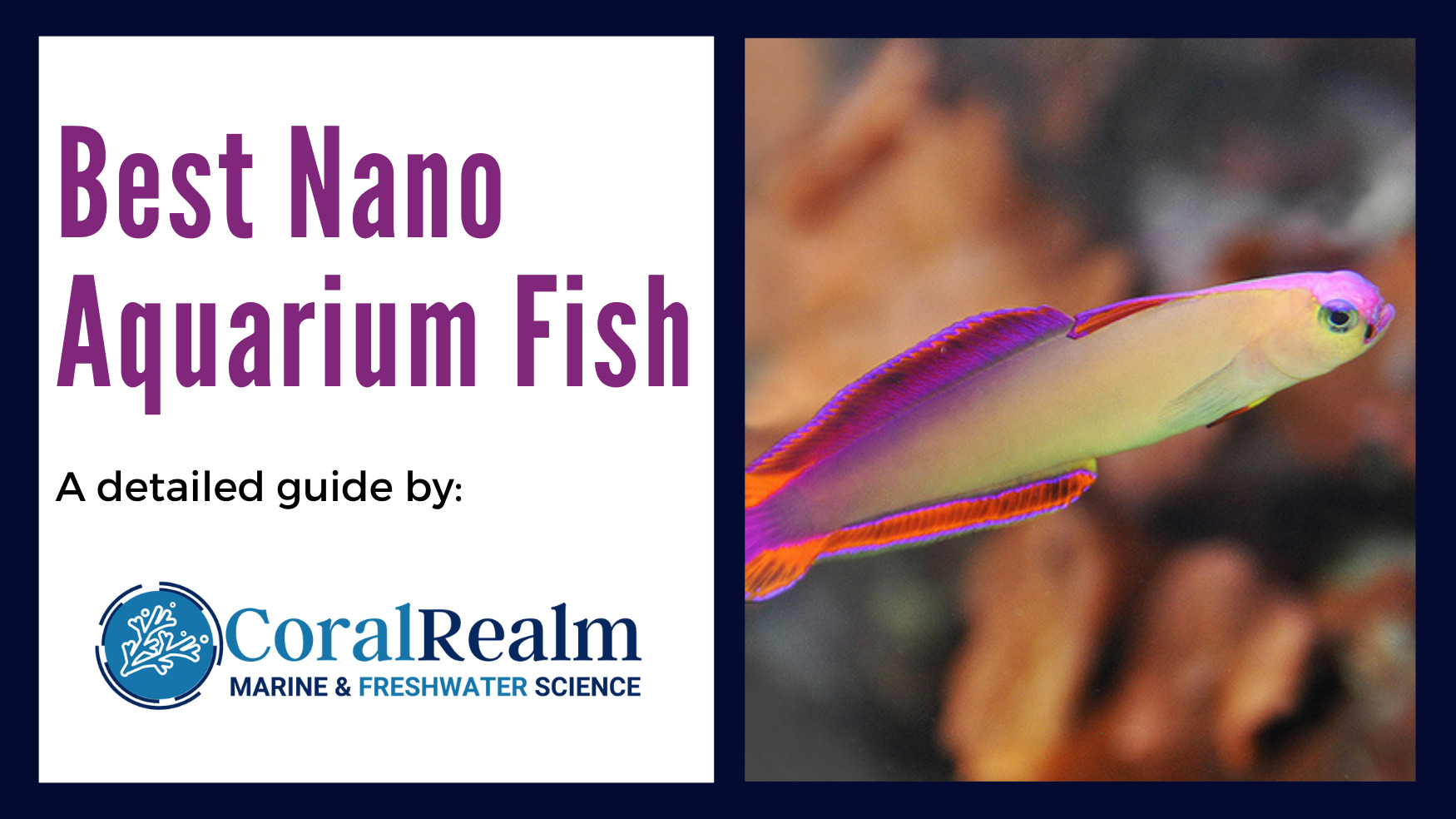 Best Nano Aquarium Fish