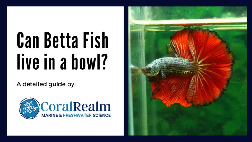 Can betta fish live in a bowl