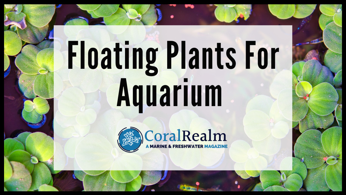 Floating Plants For Aquarium 