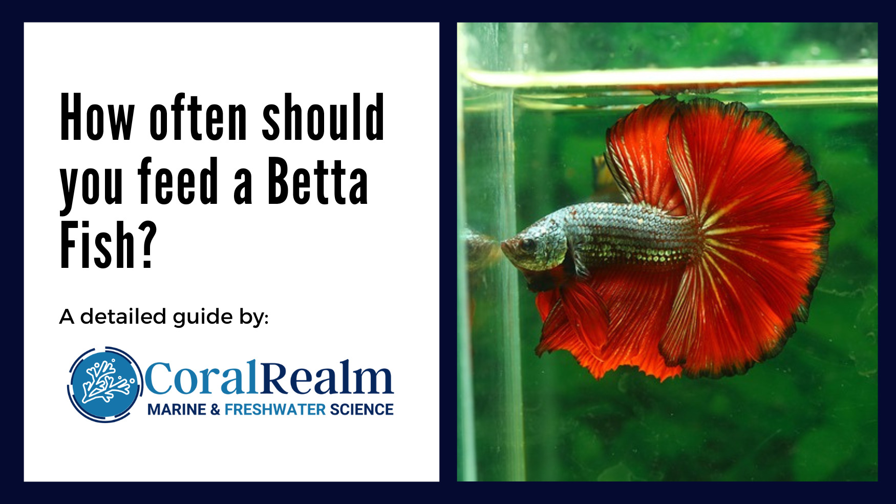 How often Should You Feed a Betta Fish? - CoralRealm