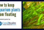 How to keep aquarium plants from floating
