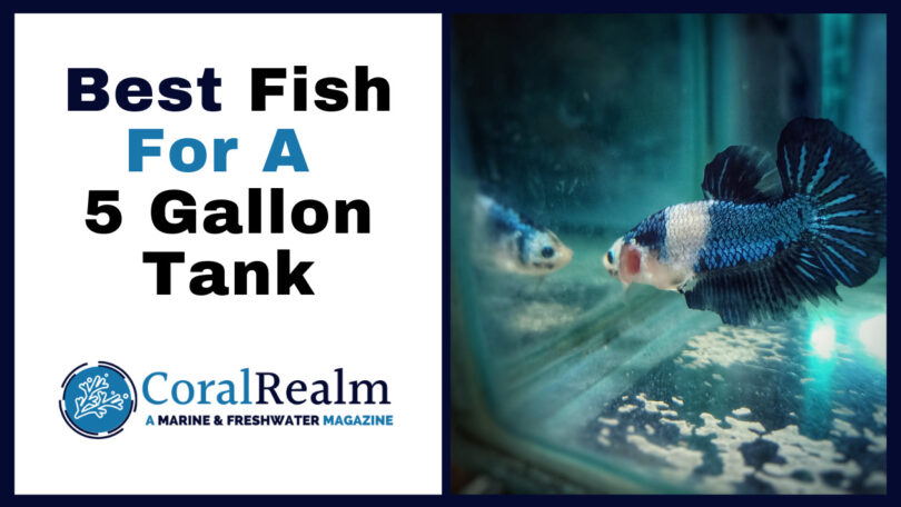 Best Fish for 5 Gallon Tank - Complete Guide to Stocking a 5 Gallon Fish Tank - CoralRealm